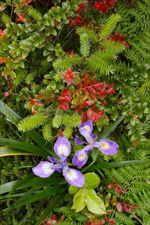 Oregon iris